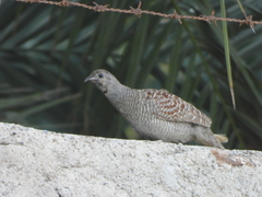 Ortygornis pondicerianus