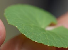 Centella asiatica