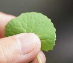 Centella asiatica