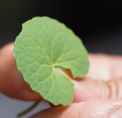Centella asiatica