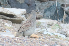 Ortygornis pondicerianus