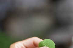 Centella asiatica