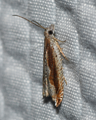 Ancylis goodelliana