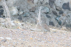 Ortygornis pondicerianus