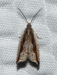 Ancylis goodelliana
