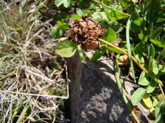 Trifolium raddeanum