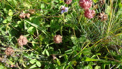 Trifolium raddeanum