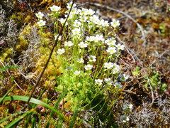 Saxifraga cespitosa