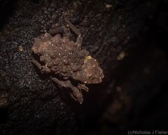 Tapinosomus exitiosus