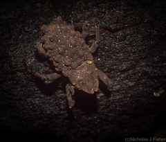 Tapinosomus exitiosus