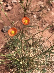Sphaeralcea leptophylla