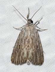 Catabena lineolata