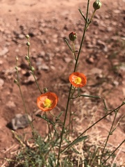 Sphaeralcea leptophylla