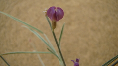 Astragalus karakugensis