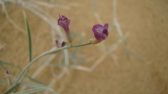 Astragalus karakugensis