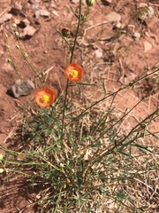 Sphaeralcea leptophylla