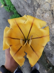 Solandra