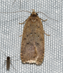 Dichomeris ventrellus