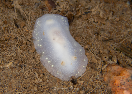 White Atlantic Cadlina