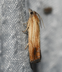Eucosma umbrastriana