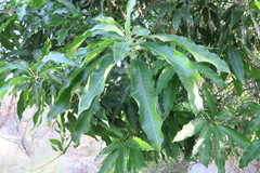 Mangifera indica