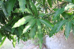 Mangifera indica