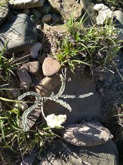 Astragalus daghestanicus