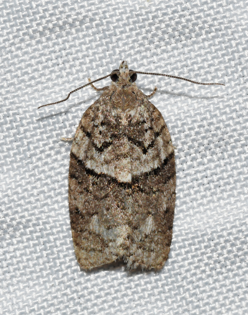 Syndemis