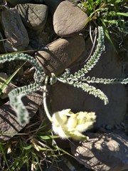 Astragalus daghestanicus