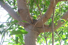 Mangifera indica