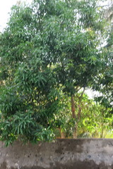 Mangifera indica