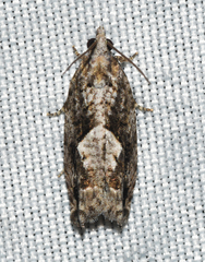 Gretchena delicatana