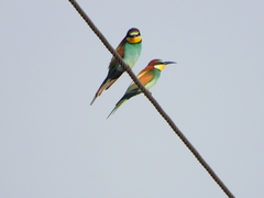 Merops apiaster