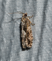 Gretchena delicatana