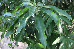 Mangifera indica