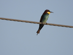 Merops apiaster