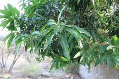 Mangifera indica