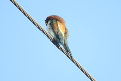 Merops apiaster