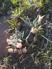 Astragalus daghestanicus