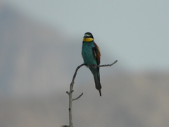 Merops apiaster