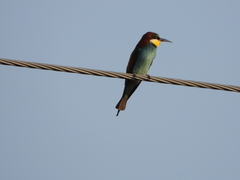 Merops apiaster