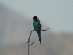 Merops apiaster
