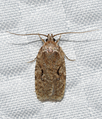 Agonopterix curvilineella