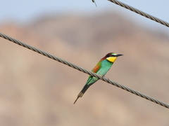 Merops apiaster