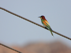 Merops apiaster