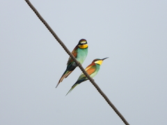 Merops apiaster