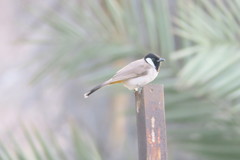Pycnonotus leucotis