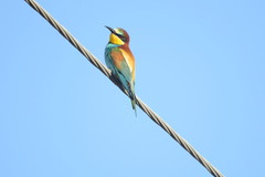 Merops apiaster