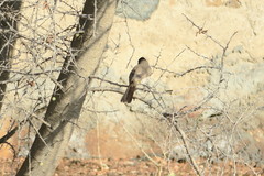 Pycnonotus leucotis