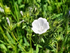 Malvalthaea transcaucasica